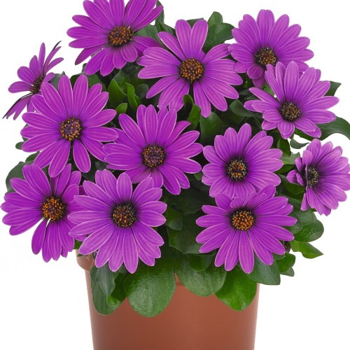 Osteospermum 'Margarita Dark Lilac' - Kuldkakar 'Margarita Dark Lilac' P9/0,55L